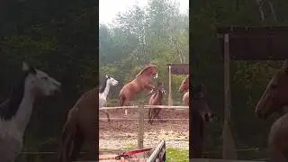 My Horse is Broken