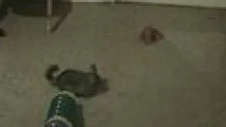 Chub City Chinchilla