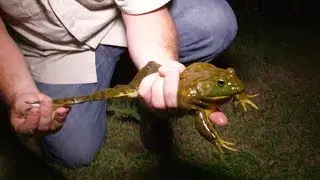 Gigging and Shooting Huge Bullfrogs