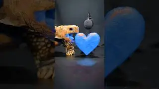 Satisfying ASMR Eating Blue Heart Mukbang 💙 Turtle Tortoise