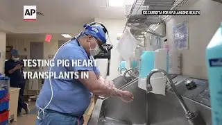 Testing pig heart transplants in donated bodies