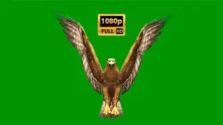 Eagle different animations on green screen background video