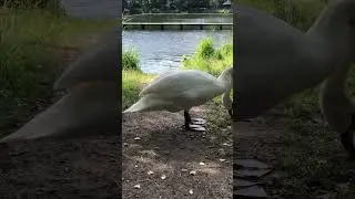 Amazing 🤩 Duck 🦆.. Summer is Good 😊