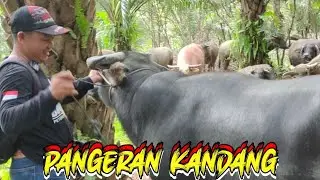 LIHAT KERBAU KERBAU JUMBO KOLEKSI MAS SALIM