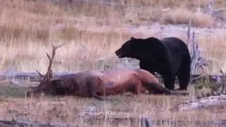 black bear_bull elk