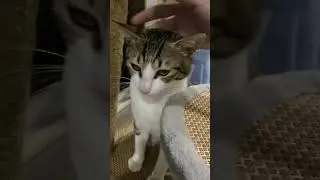 Rescued a stray cat downstairs in the office