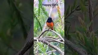 The happy bird 