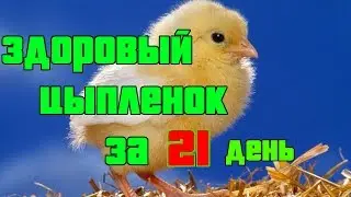 ИНКУБАЦИЯ КУРИНЫХ ЯИЦ. ПОШАГОВАЯ ИНСТРУКЦИЯ ДЛЯ НАЧИНАЮЩИХ ПТИЦЕВОДОВ.