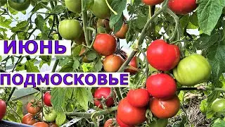 Сколько кистей может дать ОДИН томат? Обзор огорода
