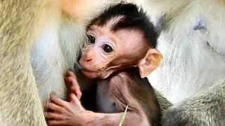 Extremely cute...! Poor baby monkey Madea is so cute, happy with milk.