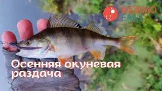 Осенняя окуневая раздача на Thirty34Four Advancement DFR-511