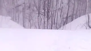канадский волк Фенрир у оврага  #волкдома #канадскийволк #wolf #canadianwolf #blackwolf