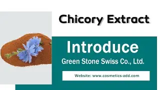 Chicory Extract