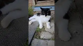 Кот Кузя мальчик маленький #cat #домашниеживотные #кошки