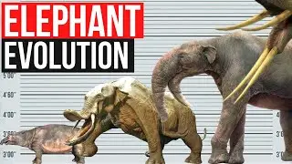 Elephant Evolution | In one minute