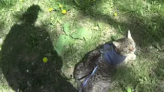 Первая большая прогулка Маруси в этом году