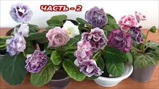 НОВИНКИ 🌺 Глоксиний ЦВЕТУТ 🌺 часть - 2