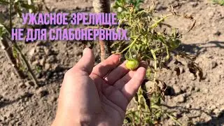 Томаты после мороза !!!