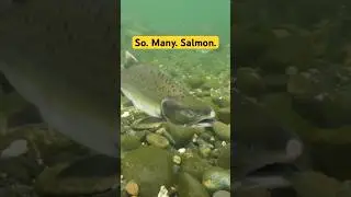 Salmon Run in Alaska #fishing #salmon #freerangeamerican