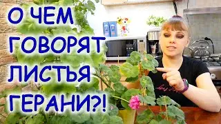 О чём говорят листья Пеларгонии /Герани/