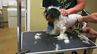 How to Groom a Shih Tzu full Groom very aggressive