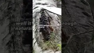 CHAGA MUSHROOM Health Benefits Immune System Anti-Inflammatory