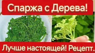 Спаржа с Дерева! Ничем не хуже настоящей! Собираю и готовлю дешёвый аналог дорогого деликатеса