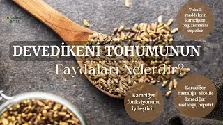 MODERN AKTAR DEVE DİKENİ TOHUMU | FAYDALARI NELERDİR?
