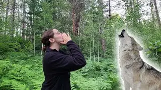 Into the History of Wolves