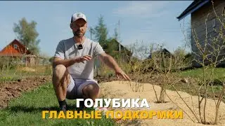 ЧТО ГОЛУБИКЕ НЕОБХОДИМО ВЕСНОЙ? Уход за голубикой в весенний период.