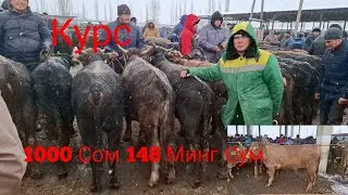 Ош Учкун мол бозори Букалар нархлари 2 чи видео