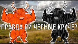 РЫЖИЕ И ЧЁРНЫЕ шотландцы | краткая история породы хайленд