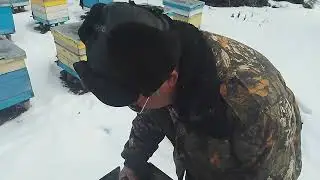 Пасека февраль осмотр пчелосемей Рут
