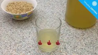 Healing oat drink (decoction). Traditional medicine recipe