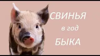 СВИНЬЯ В ГОД БЫКА 2021