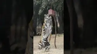 Rescued Tigers Love their Treat Boxes at LIONSROCK Big Cat Sanctuary | FOUR PAWS USA