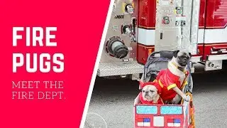 Fire Pugs Meet the Fire Department!