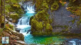 8 HOURS of Beautiful Forest Waterfall ~ Relaxing Nature Sounds for Stress Relief • 4K
