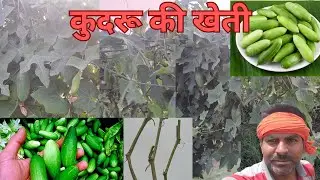 कुंदरू की खेती कब और कैसे करे || kundru ki kheti kab aur kaise karen