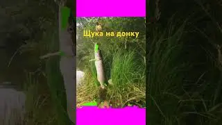 Щука на донку 