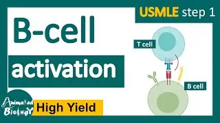 B cell activation | USMLE step 1 revision playlist | immunology