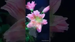 Кармаган орозобуз кабыл болсун. Баарыңыздарга аманчылык каалайм. 🌷🌷🌷