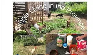 Province Life : Simple Life : Morning Grind
