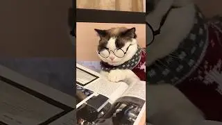 Кот на приёме у психолога😹 Озвучка - отпад бошки😂 