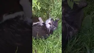 Котик Кузя мой малышоночек #cat #домашниеживотные #кошки