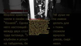 Кот на службе: необычный момент на борту HMS Hermione (1941) 