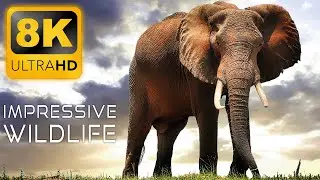 IMPRESSIVE WILDLIFE in 8K Ultra HD • Animal Documentary with Relaxing Music