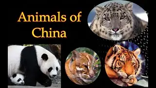 Wild Animals of China l Animals in China List