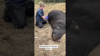 They punctured the stomach to release gases and save the cow's life  