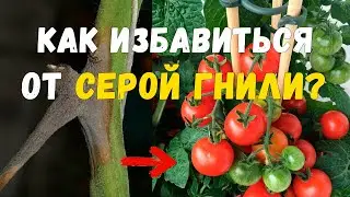 Серая гниль на томатах. Как бороться с серой гнилью.